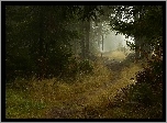 Las, Ścieżka, Mgła, Jesień
