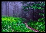 Las, Drzewa, Ścieżka, Paprocie, Mgła, Wiosna