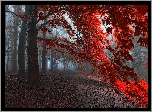 Las, Drzewa, Czerwone, Liście, Mgła, Jesień
