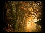 Las, Droga, Mgła, Jesień