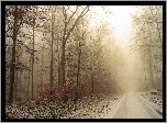 Las, Droga, Mgła, Śnieg