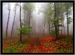 Las, Ścieżka, Drzewa, Liście, Mgła, Jesień