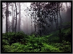 Las, Drzewa, Mgła, Paprocie