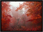 Jesień, Las, Czerwone, Liście, Drzewa, Suchy, Konar, Mgła
