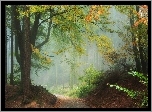 Las, Droga, Liście, Mgła, Jesień