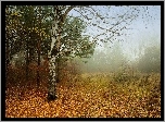 Las, Liście, Mgła, Jesień