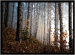 Las, Ścieżka, Poranek, Mgła, Jesień