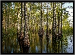 Las, Drzewa, Cyprysy, Mokradła, Rezerwat, Big Cypress National Preserve, Stan Floryda, Stany Zjednoczone