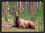 Las, Jeleń, Park, Narodowy, Yellowstone