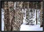 Las, Śnieg