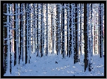 Las, Ośnieżone, Drzewa, Śnieg, Zima