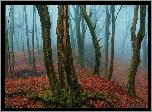 Las, Mgła, Drzewa, Omszałe, Korzenie