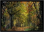Las, Drzewa, Paprocie, Opadłe, Liście