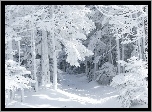 Las, Śnieg, Oszronione, Drzewa