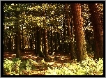 Las, Drzew, Paprocie, Liście