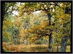 Las, Drzewa, Paprocie, Jesień