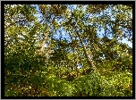Las, Drzewa, Paprocie, Roślinność
