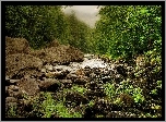 Las, Rzeka, Kamienie, Paprocie, Mgła