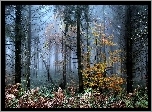 Las, Drzewa, Mgła, Paprocie, Jesień