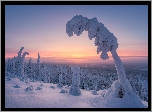 Park Narodowy Riisitunturi, Zima, Las, Ośnieżone, Drzewa, Wschód słońca, Gmina Posio, Laponia, Finlandia  Finlandia