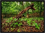 Las, Połamane, Suche, Drzewo, Pień, Rośliny