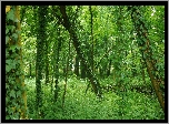 Las, Drzewa, Pnącze, Liście