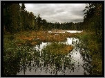 Las, Jezioro, Szuwary, Pochmurne, Niebo