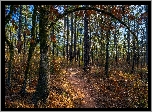 Las, Droga, Pochylona, Gałąź