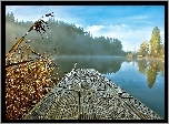 Las, Mgła, Trzciny, Jezioro, Poranek, Pomost