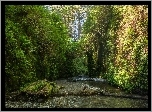Las, Góry, Potok, Kamienie