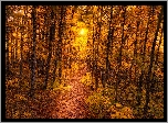 Las, Jesień, Ścieżka, Promienie słońca