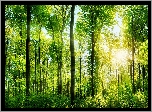 Las, Drzewa, Promienie, Słońca