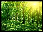 Las, Drzewa, Promienie, Słońca