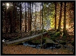 Las, Potok, Kamienie, Kładka, Promienie, Słońca