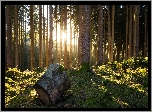 Las, Drzewa, Kłoda, Kloc, Promienie słońca