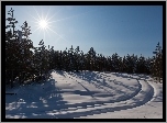 Las, Śnieg, Koleiny, Promienie, Słońca