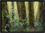 Las, Drzewa, Krzewy, Promienie, Słońca