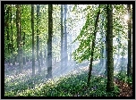 Las, Ścieżka, Kwiatki, Promienie, Słońca