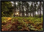 Las, Drzewa, Paprocie, Promienie, Słońca
