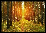 Las, Ścieżka, Przebijające Światło