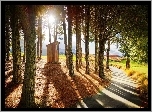 Las, Park, Droga, Budka, Przebijające, Światło