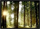 Las, Drzewa, Przebijające Światło