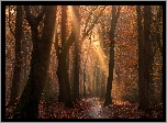 Las, Drzewa, Jesień, Ścieżka, Przebijające Światło