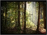 Las, Jesień, Przebijające Światło