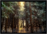 Las, Drzewa, Zima, Przebijające światło