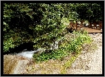 Przyroda, Las, Rzeka