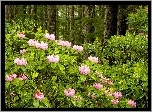Las, Rododendron