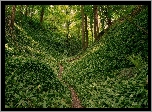 Las, Drzewa, Roślinność, Ścieżka