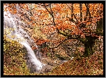 Las, Wodospad, Drzewa, Roślinność, Jesień