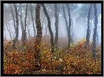 Las, Drzewa, Jesień, Mgła, Roślinność, Kolorowa